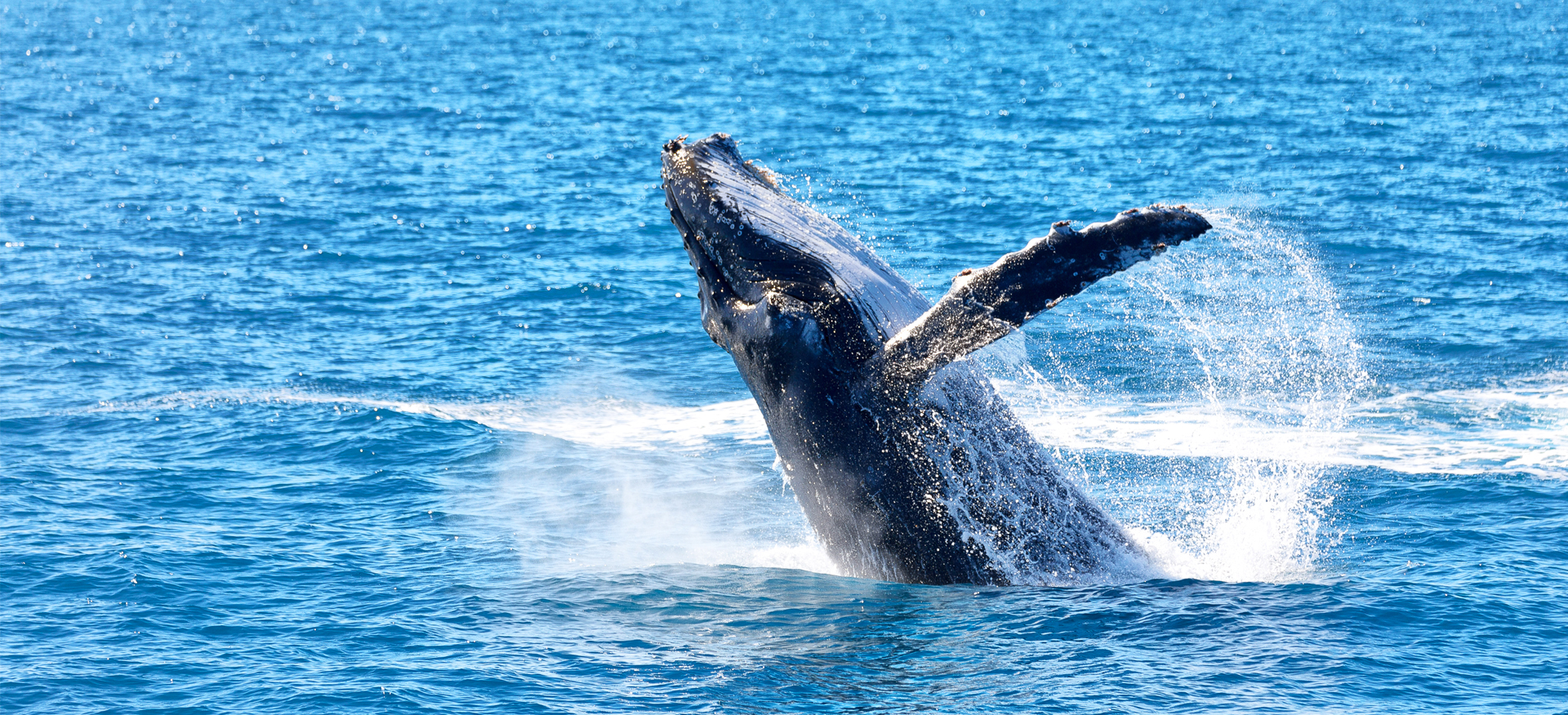 Humpback Population Bounces Back