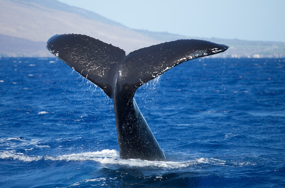 Whale Watch Ireland 2018