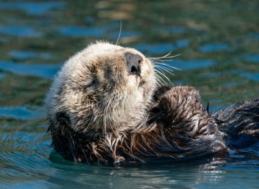 Sea Otters - Did you know?