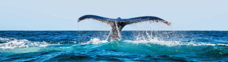 World Whale Day 