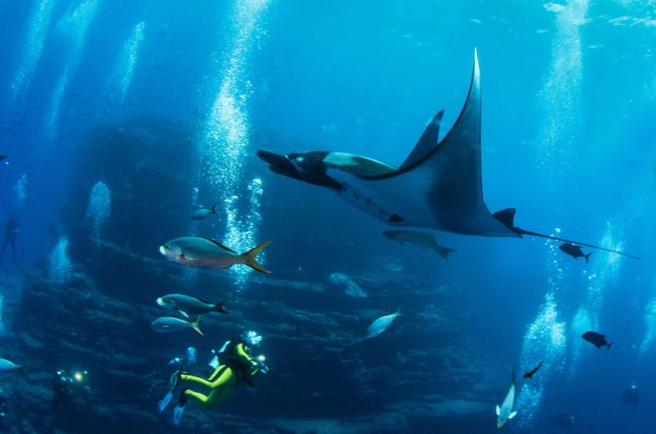 92,000 Square Kilometres of Marine Habitat in Mexico Revillagigedo Marine Reserve