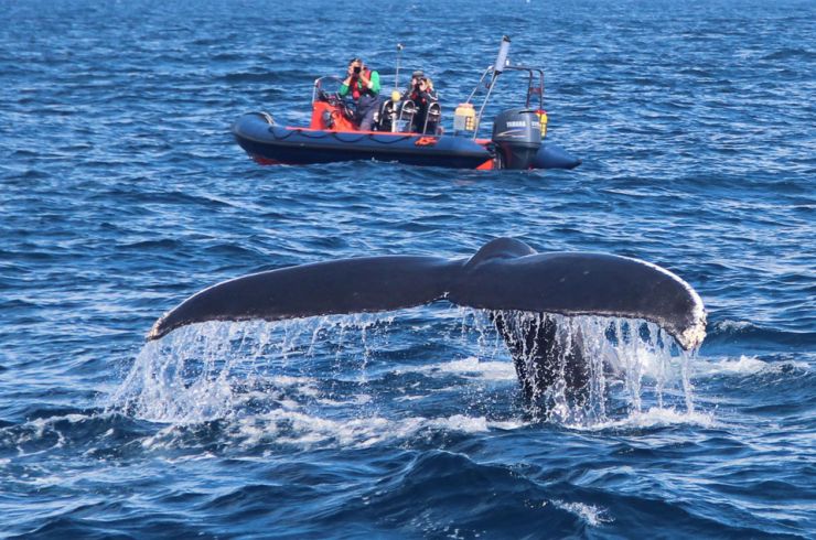 Humpback Whale in Irish Waters IWDG Welcomes another new whale to Ireland