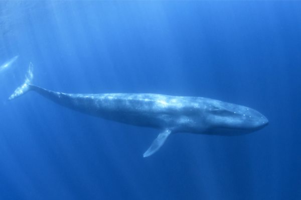 Blue Whale 