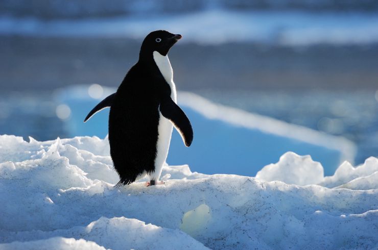 An Adelie Penguin stands on ice in the Antartic An Antartic haven has been declared in the Ross Sea